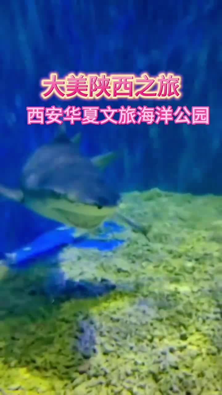 周末去哪玩？西安这个海洋主题游乐场，让娃玩到不想回家！#华夏文旅西安度假区
