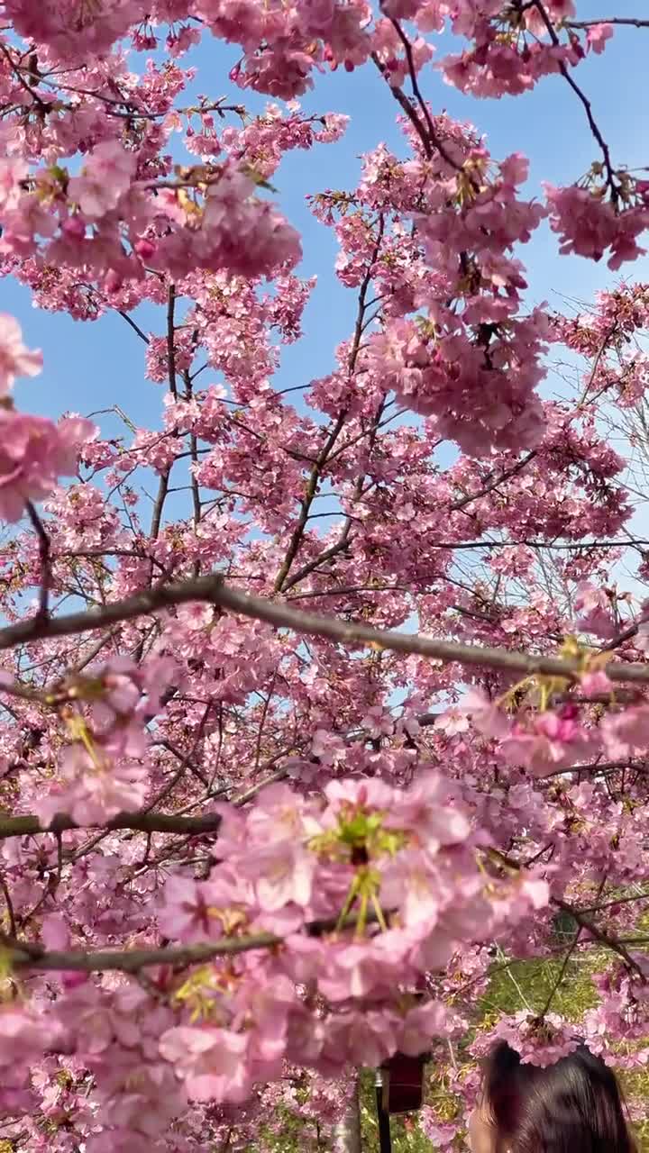 漫花庄园,一个如梦如幻的花海仙境。.漫花庄园不仅是花的世界,更是心灵的栖息地...#漫花庄园#自联盟 