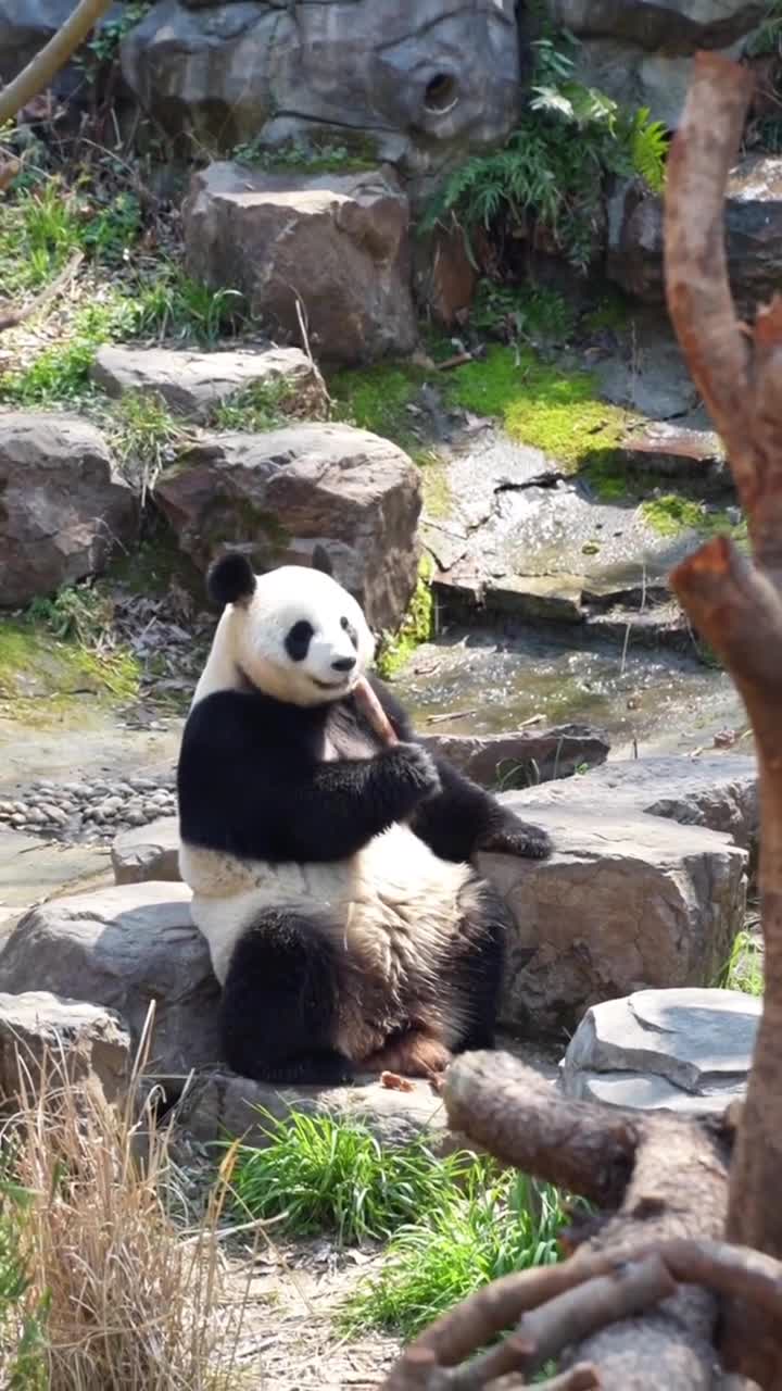 红山动物园小动物们的迷之操作～ 也太可爱了吧！#南京市红山森林动物园#自联盟