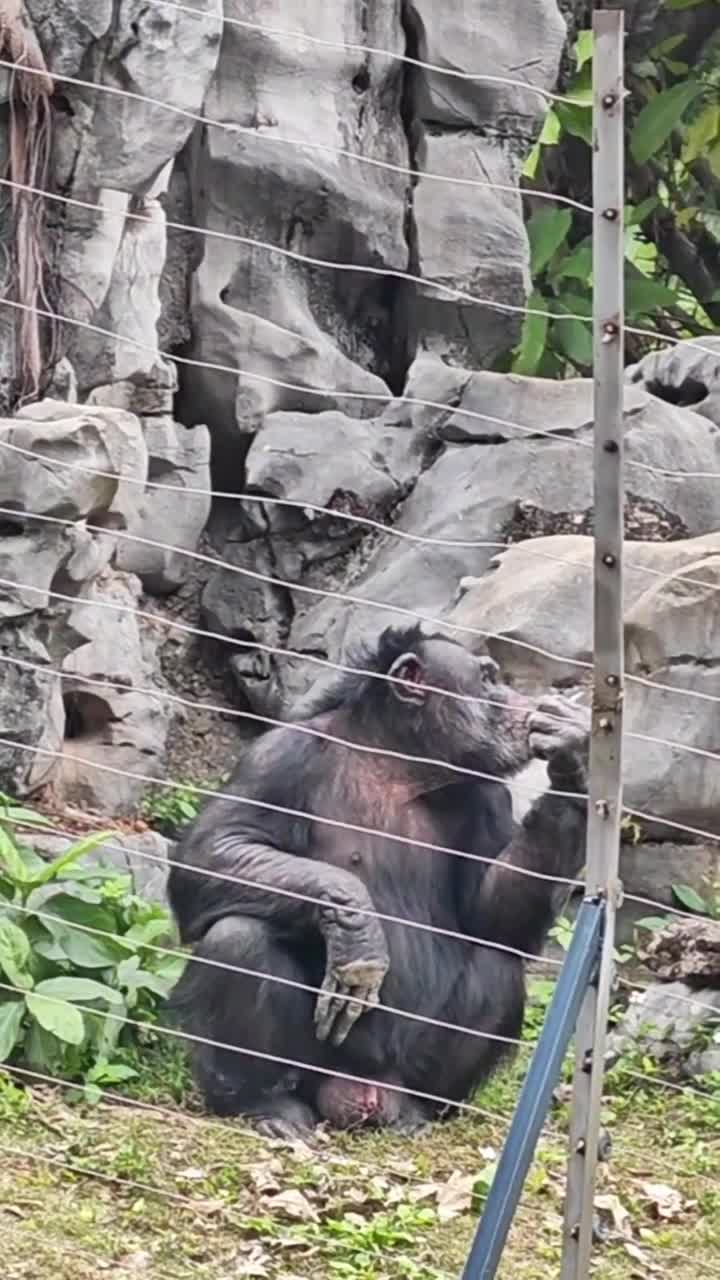 你有多久没有去动物园找一下儿时的快乐了？这个夏天来动物园玩下心跳的过山车和大喇叭呀！难得回西乡塘路过飞个镜头#南宁市动物园#自联盟