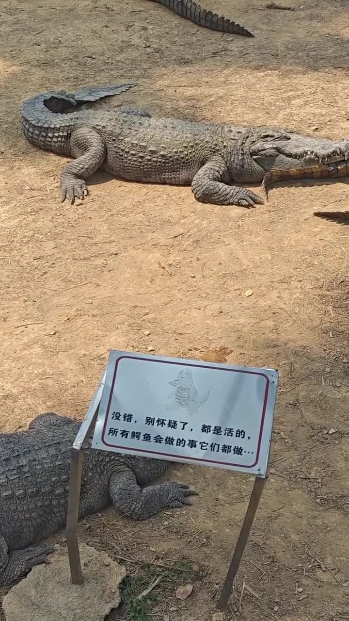 你有多久没有去动物园找一下儿时的快乐了？这个夏天来动物园玩下心跳的过山车和大喇叭呀！难得回西乡塘路过飞个镜头#南宁市动物园#自联盟