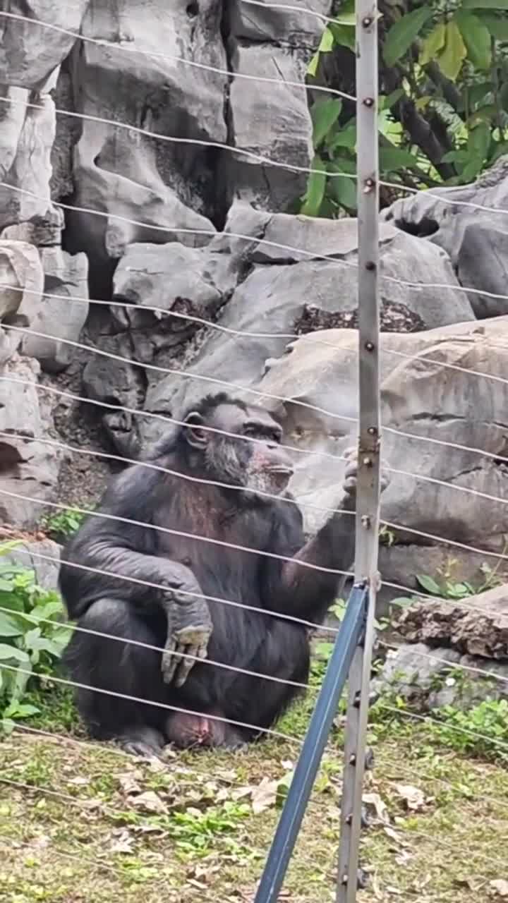 你有多久没有去动物园找一下儿时的快乐了？这个夏天来动物园玩下心跳的过山车和大喇叭呀！难得回西乡塘路过飞个镜头#南宁市动物园#自联盟