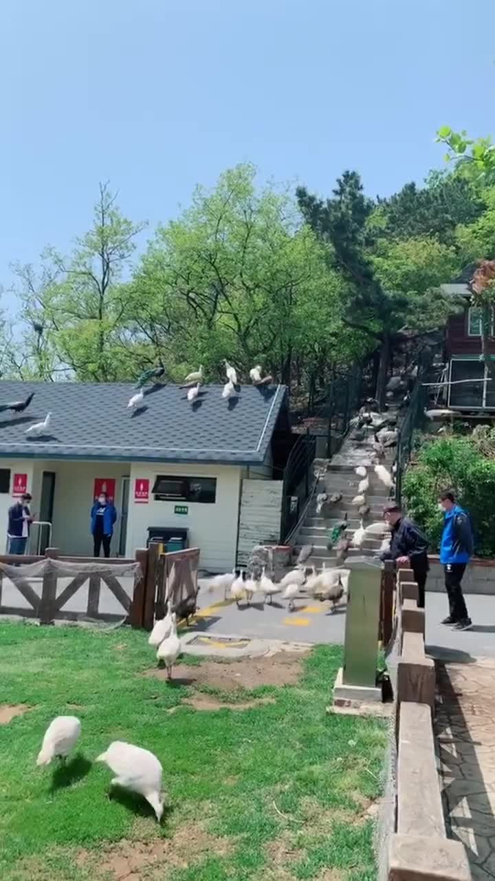 进入大连老虎滩海洋公园的水下世界，你会被眼前的景象所震撼。五颜六色的珊瑚栖息在海底，它们像是一幅幅绚丽多彩的画作，令人陶醉其中。而在深海的角落里，隐藏着许多神秘而奇异的生物，它们的形状各异，有的像是外星生物，让人忍不住感叹大自然的创造力。#大连老虎滩海洋公园
