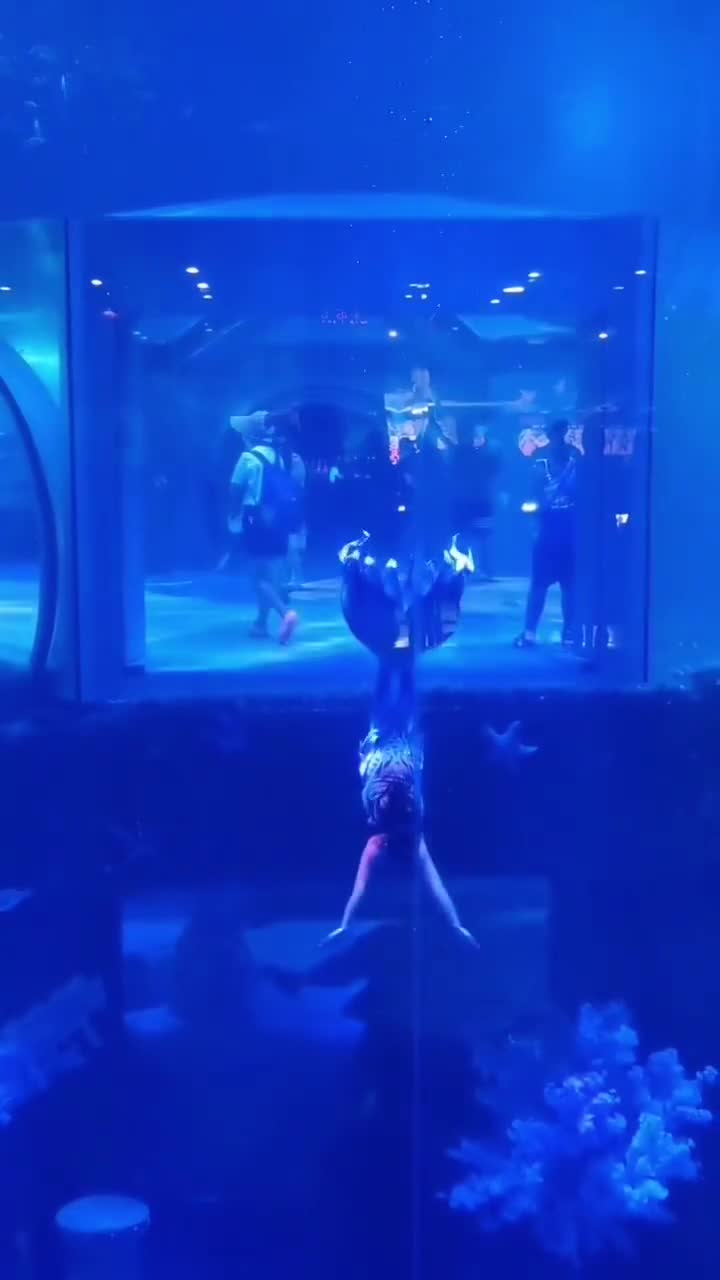 当你踏入大连老虎滩海洋公园的大门时，首先映入眼帘的是广袤的海洋。蓝天白云与海水交相辉映，令人心旷神怡。站在海岸边，吹来的海风带着咸涩的味道，让人感受到大海的气息。远处的海平线上，太阳渐渐落下，将整个大海染上一片金黄。这一幕，让人感叹大自然的美妙。#大连老虎滩海洋公园