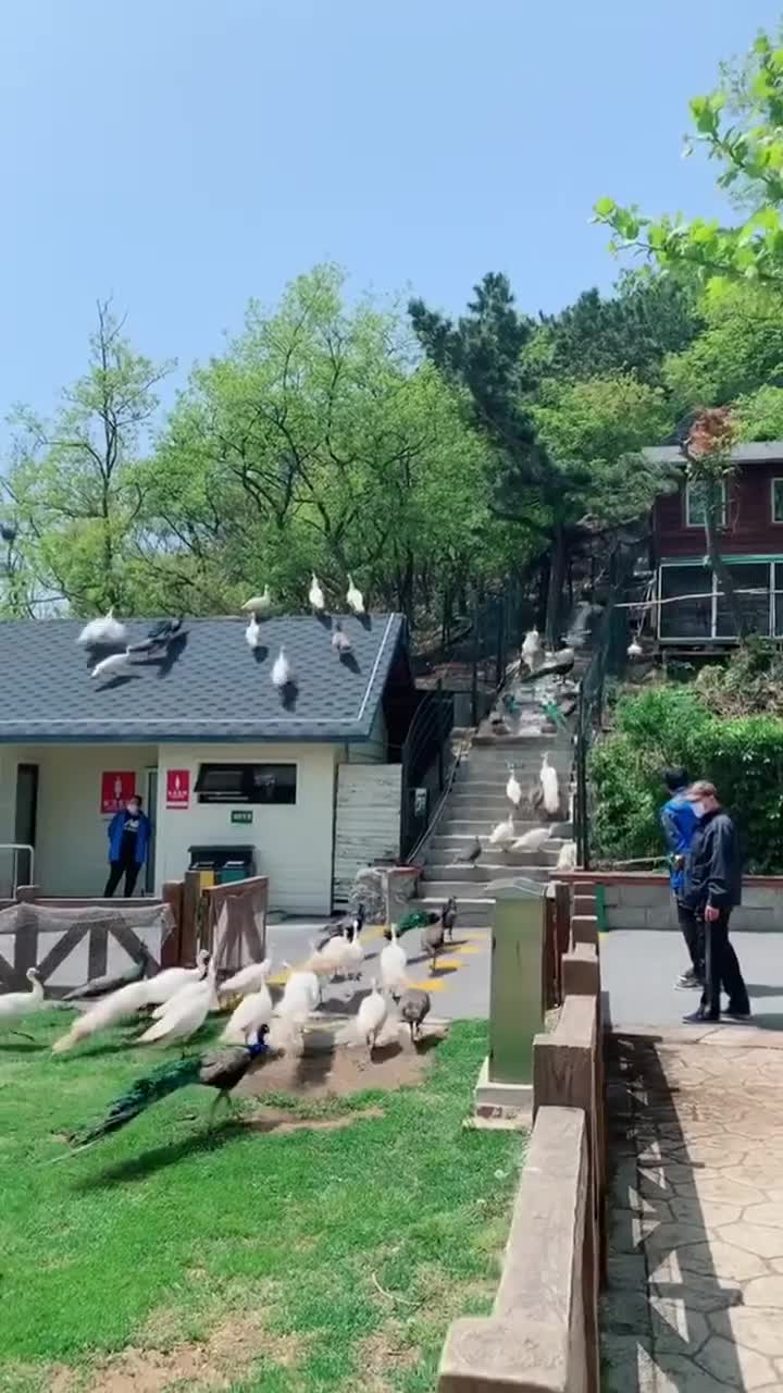 来大连老虎滩海洋公园，感受海洋的奇妙，漫步海岸线，探索动物世界，体验浪漫之旅。我们在5A级景区等你，每年吸引着无数游客畅享其中。 在这里欢迎大家来到国家AAAAA级景区、同时也是全国最大的现代化海滨探秘游乐场-大连老虎滩海洋公园旅游。 #大连老虎滩海洋公园