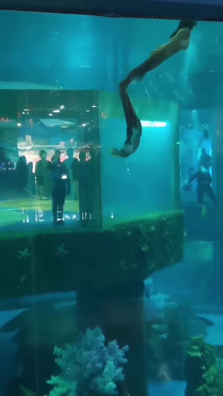 大连老虎滩海洋公园还为游客提供了各种各样的水上活动。你可以选择搭乘游船，在大海上畅游，感受海浪的拍打与风的呼啸。你也可以选择潜水，亲身体验海底的魅力。当你穿上潜水装备，潜入水中时，你会发现一个全新的世界。#大连老虎滩海洋公园