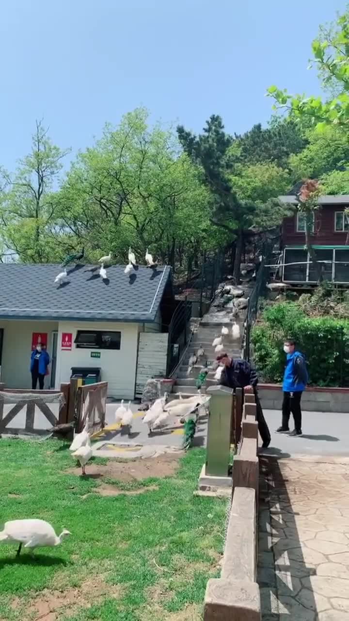 大连老虎滩海洋公园公园是一个神奇而美丽的地方，它让人们仿佛置身于一个完全不同的世界中。这里有蔚蓝的海水，五彩斑斓的珊瑚，还有各种各样的海洋生物。在这里，人们可以近距离地观察到大海的奇迹，感受自然的力量和美好。#大连老虎滩海洋公园