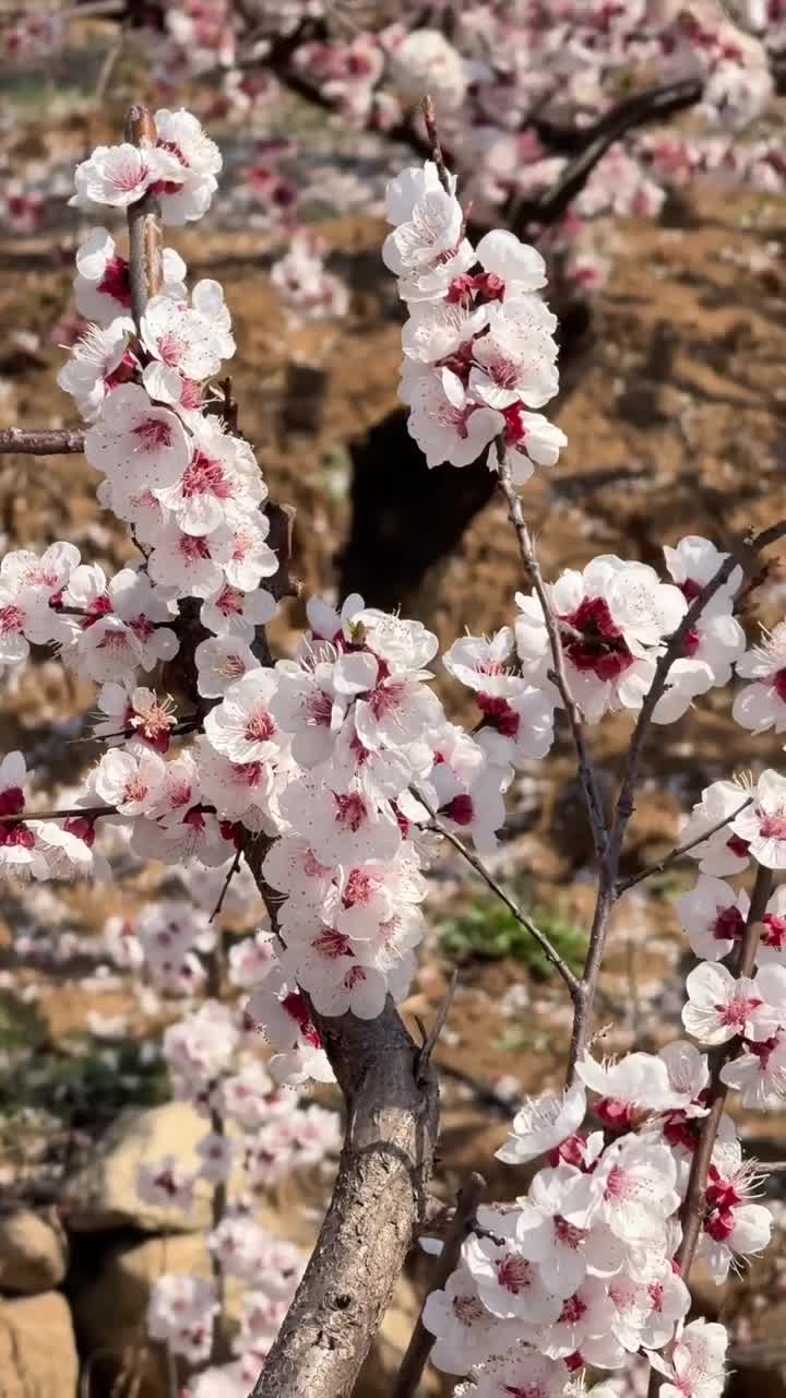 为了这个镜头 特意去了趟芒砀山#芒砀山旅游区#自联盟