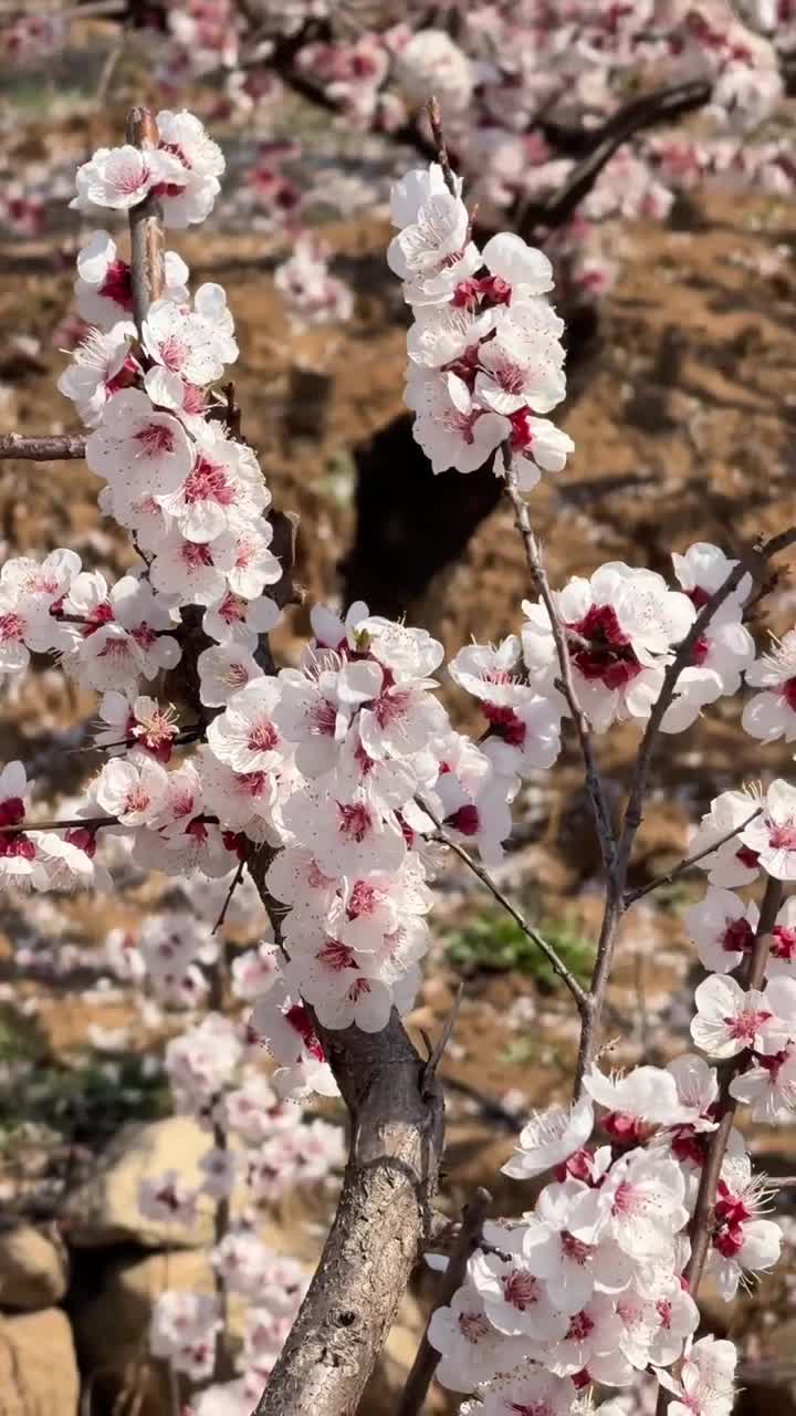 为了这个镜头 特意去了趟芒砀山#芒砀山旅游区#自联盟