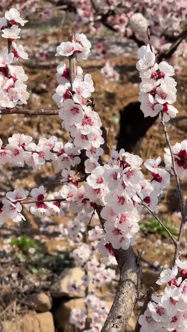 为了这个镜头 特意去了趟芒砀山#芒砀山旅游区#自联盟